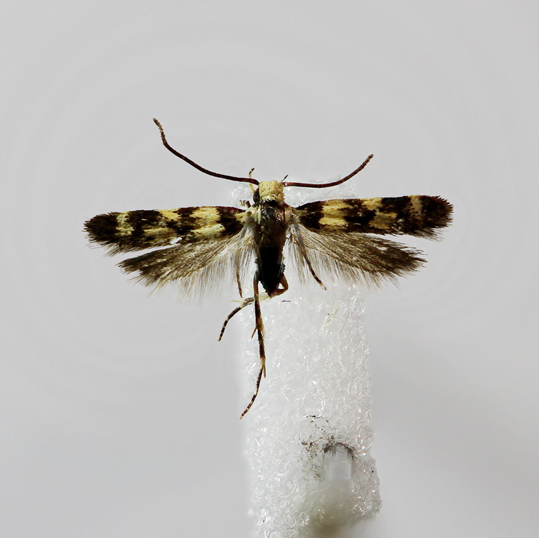 Galagete pecki flavofasciata Landry & Schmitz, 2005 in the Invertebrates Collection (ICCDRS 47142). Photo: ICCDRS Collection.